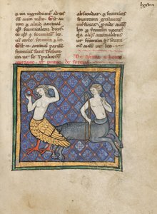 Una Sirena y un Centauro